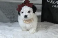 TOY Chanel (VIDEO), a female Mal Shi for sale in Apple Valley, CA – 3 of 4