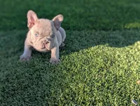 Tommy, a male French Bulldog for sale in Apple Valley, CA – 4 of 4