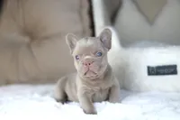 Andy, a male French Bulldog for sale in Apple Valley, CA – 2 of 3
