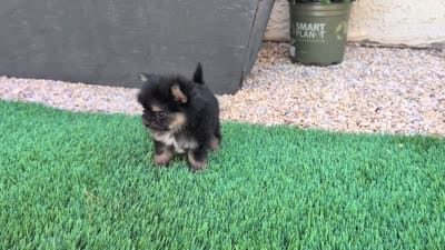 Toy Eric, a male Pomeranian and Yorkshire Terrier for sale in Apple Valley, CA – 2 of 2
