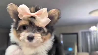 Tcup Kendall (videos), a female Pomeranian for sale in Apple Valley, CA – 9 of 10