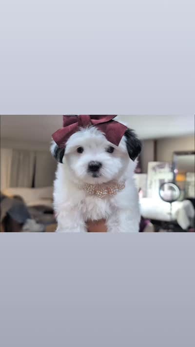 TOY Chanel (VIDEO), a female Mal Shi for sale in Apple Valley, CA – 3 of 3