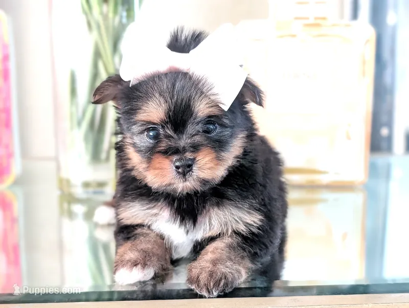 TCUP Kylie – Pomeranian, Yorkshire Terrier puppy for sale in Apple Valley, CA
