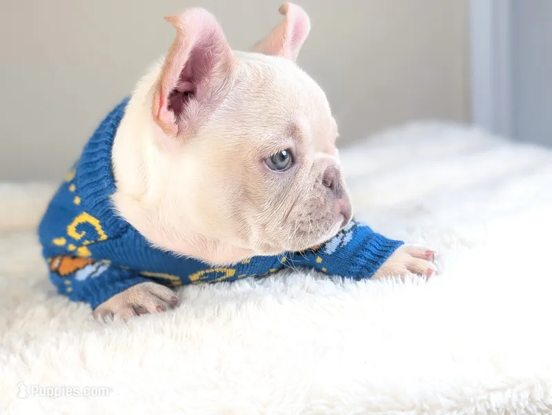 Casey – French Bulldog puppy for sale in Apple Valley, CA