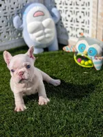 alex, a male French Bulldog for sale in Apple Valley, CA – Photo 4 of 4