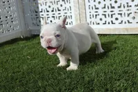 alex, a male French Bulldog for sale in Apple Valley, CA – Photo 3 of 4