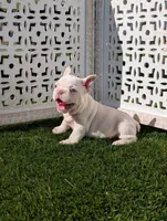 alex, a male French Bulldog for sale in Apple Valley, CA – Photo 2 of 4