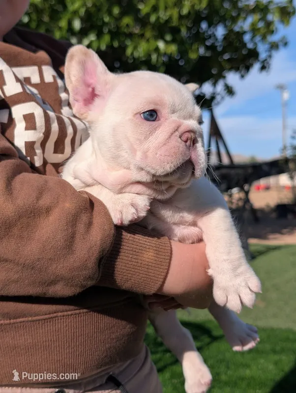alex – French Bulldog puppy for sale in Apple Valley, CA