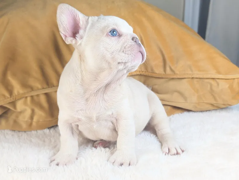 alex – French Bulldog puppy for sale in Apple Valley, CA