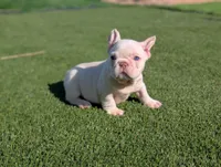 alex, a male French Bulldog for sale in Apple Valley, CA – Photo 1 of 4