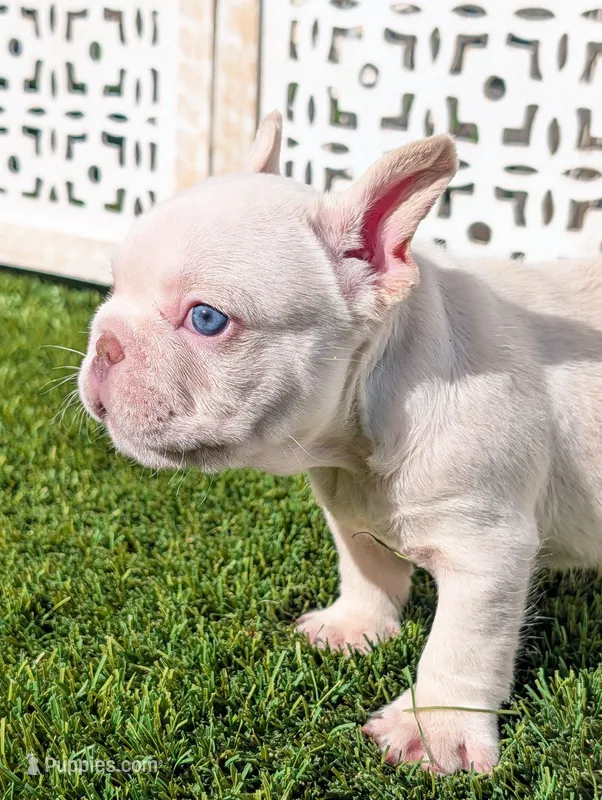 alex – French Bulldog puppy for sale in Apple Valley, CA