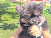 Toy Eric (video), a male Yorkshire Terrier for sale in Apple Valley, CA – 3 of 7