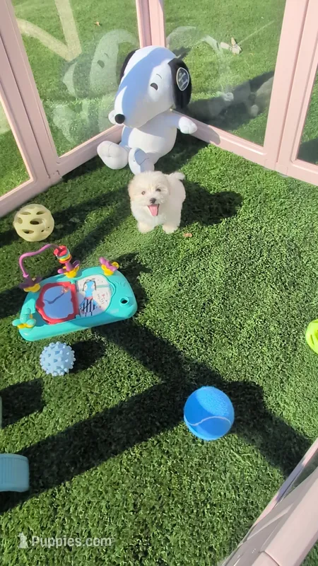 TOY Justin (video) – Maltese, Poodle - Toy  puppy for sale in Apple Valley, CA
