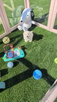 TOY Justin (video), a male Maltese and Poodle - Toy  for sale in Apple Valley, CA – 1 of 5