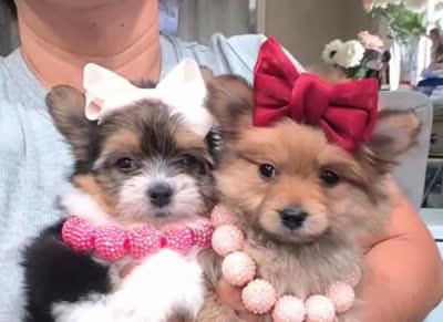 Tcup Kendall (videos), a female Pomeranian and Yorkshire Terrier for sale in Apple Valley, CA – 9 of 10