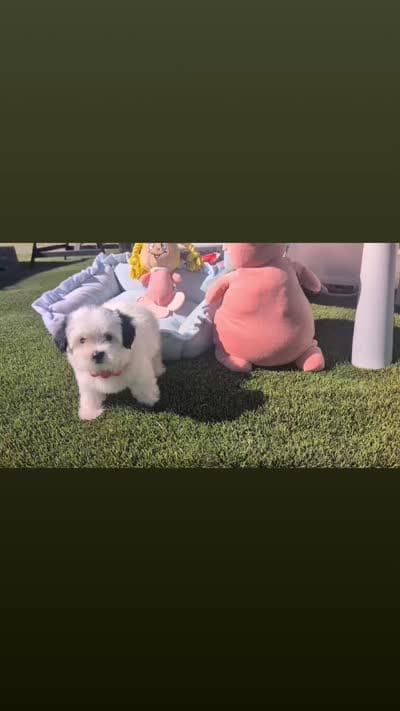 TOY Chanel (VIDEOS), a female Maltese and Shih Tzu for sale in Apple Valley, CA – 7 of 8