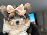Tcup Kendall (videos), a female Pomeranian for sale in Apple Valley, CA – 3 of 10