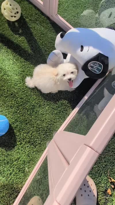 TOY Justin (video), a male Maltese and Poodle - Toy  for sale in Apple Valley, CA – 5 of 5