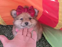 Tcup Kim (video), a female Pomeranian for sale in Apple Valley, CA – 3 of 7