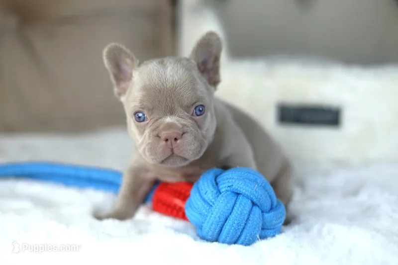 Andy – French Bulldog puppy for sale in Apple Valley, CA