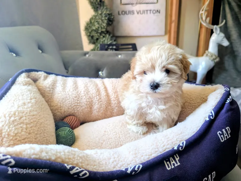 TOY Dylan ( VIDEO) – Maltese, Poodle - Toy  puppy for sale in Apple Valley, CA