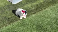 TOY Chanel (VIDEOS), a female Maltese and Shih Tzu for sale in Apple Valley, CA – 4 of 8
