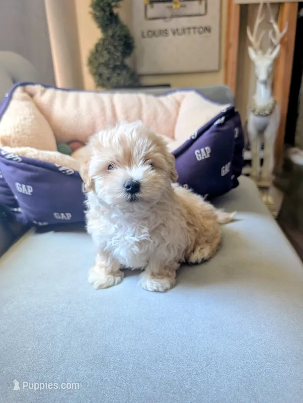 TOY Dylan ( VIDEO) – Maltese, Poodle - Toy  puppy for sale in Apple Valley, CA