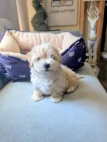 TOY Dylan ( VIDEO), a male Maltese and Poodle - Toy  for sale in Apple Valley, CA – 5 of 7