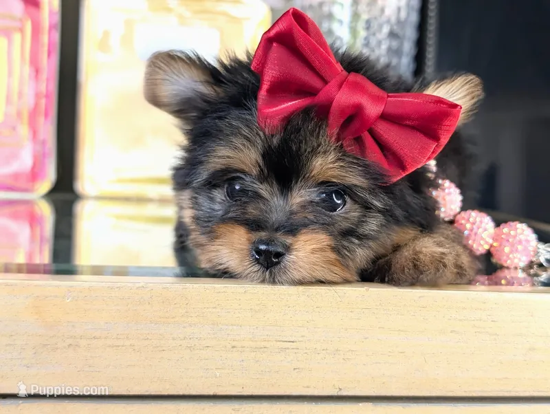 TCUP Kylie (VIDEO) – Pomeranian, Yorkshire Terrier puppy for sale in Apple Valley, CA