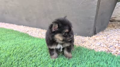 Toy Eric (video), a male Yorkshire Terrier for sale in Apple Valley, CA – 7 of 7