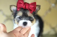 Tcup Kendall, a female Pomeranian and Yorkshire Terrier for sale in Apple Valley, CA – 2 of 4
