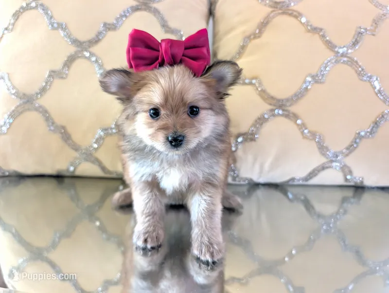 Tcup Kim – Pomeranian, Yorkshire Terrier puppy for sale in Apple Valley, CA