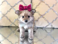 Tcup Kim, a female Pomeranian and Yorkshire Terrier for sale in Apple Valley, CA – 1 of 2