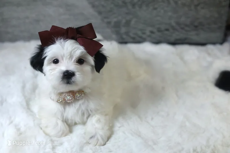 TOY Chanel (VIDEO), a female Mal Shi for sale in Apple Valley, CA – 1 of 4