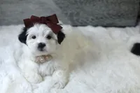TOY Chanel (VIDEO), a female Mal Shi for sale in Apple Valley, CA – 1 of 4
