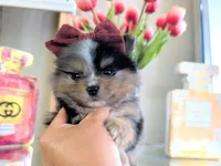 Tcup Roxy, a female Pomeranian for sale in Apple Valley, CA – 2 of 2