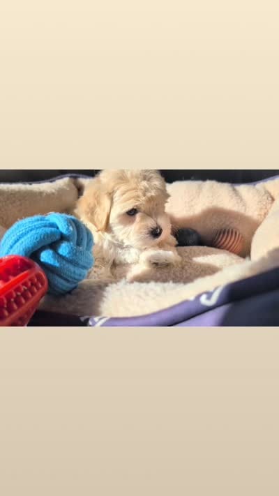TOY Dylan ( VIDEO), a male Maltese and Poodle - Toy  for sale in Apple Valley, CA – 7 of 7