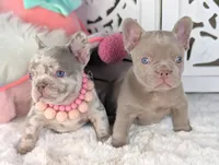 AKC Bella ( video), a female French Bulldog for sale in Apple Valley, CA – 4 of 5