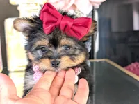 TCUP Kylie (VIDEO), a female Yorkshire Terrier for sale in Apple Valley, CA – 1 of 9