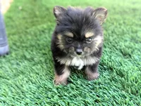 Toy Eric (video), a male Yorkshire Terrier for sale in Apple Valley, CA – 5 of 7