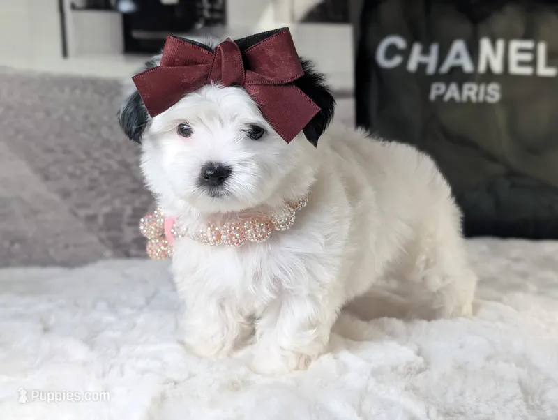 TOY Channel – Mal Shi puppy for sale in Apple Valley, CA