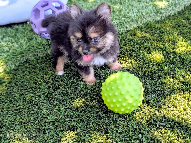Toy Eric (video) – Pomeranian, Yorkshire Terrier puppy for sale in Apple Valley, CA