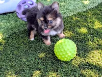 Toy Eric (video), a male Yorkshire Terrier for sale in Apple Valley, CA – 1 of 7