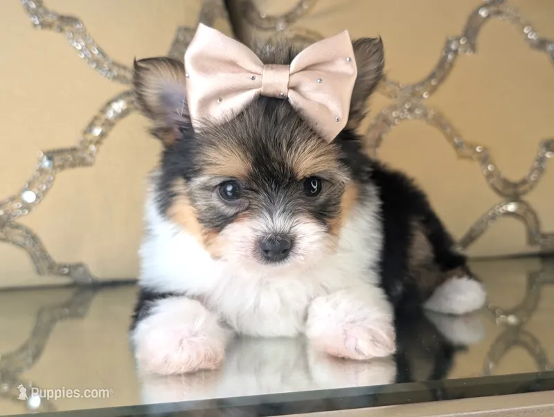 Tcup Kendall – Pomeranian, Yorkshire Terrier puppy for sale in Apple Valley, CA