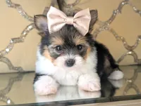 Tcup Kendall, a female Pomeranian and Yorkshire Terrier for sale in Apple Valley, CA – 1 of 4