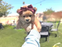 Tcup Kim (video), a female Pomeranian and Yorkshire Terrier for sale in Apple Valley, CA – 1 of 4