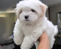 Toy Danny ( VIDEOS), a male Maltese and Shih Tzu for sale in Apple Valley, CA – 4 of 10
