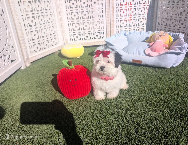 TOY Chanel (VIDEOS) – Maltese, Shih Tzu puppy on hold in Apple Valley, CA