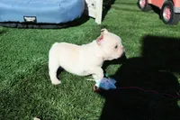 Casey, a male French Bulldog for sale in Apple Valley, CA – Photo 2 of 3