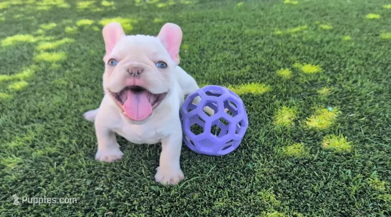 Casey – French Bulldog puppy for sale in Apple Valley, CA